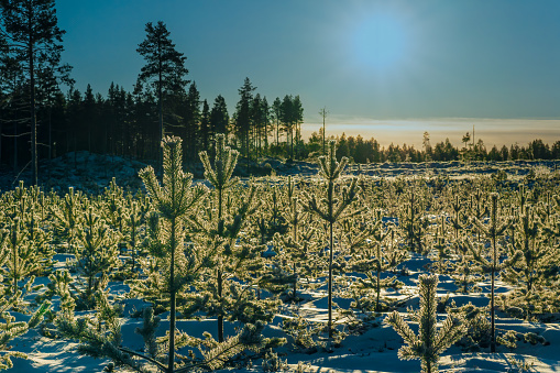 Close up scenic winter Sunset, Sun shine from blue sky over young pine tree plants, reforestation or forestation, natural or intentional restocking of existing forests and woodlands in Sweden.