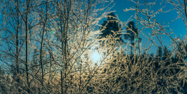 Scenic close up panorama of warm golden Sun shining through thin young birch branches covered by hoarfrost, early winter frosty morning. Blue sky and pine trees at very blurry background. Sweden
