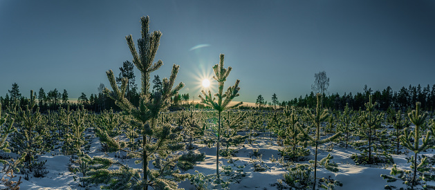 Scenic close up panorama on winter Sunset, Sun shine from blue sky over young pine tree plants, reforestation or forestation, natural or intentional restocking of existing forests.