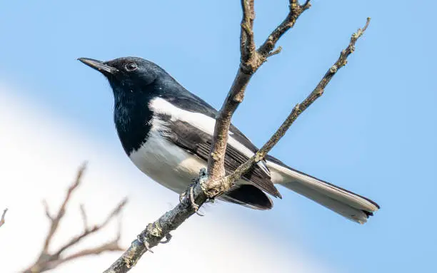 Photo of Low angle view of oriental magpie-robin perching on branch against clear blue sky