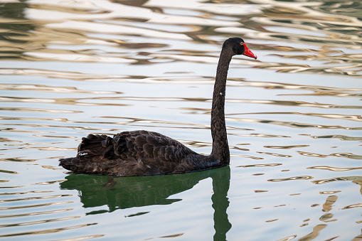 A black swan walking beside a lake.