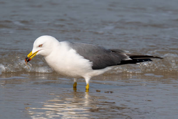 istock Close-up of black-tailed gull perching on shore 2037719309
