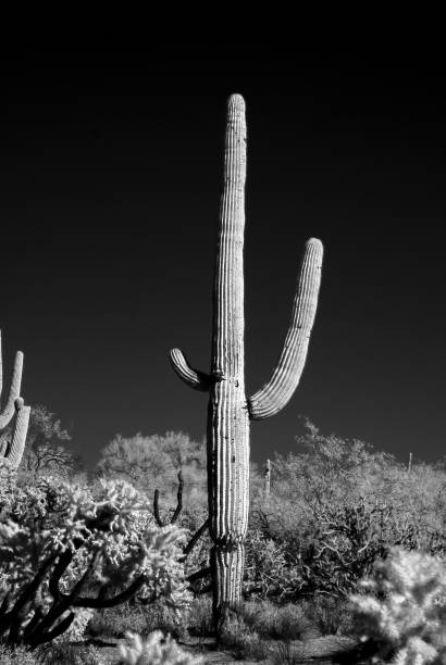 istock Black and White Sonora Desert Arizona 2037722187