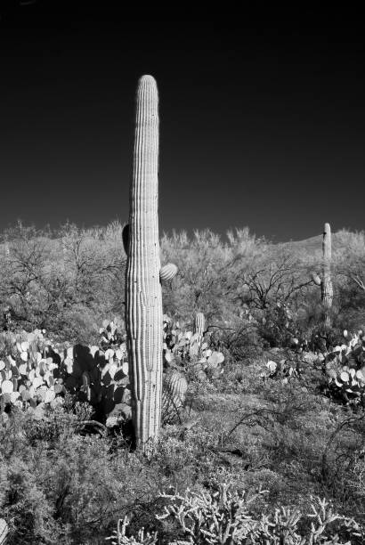istock Black and White Sonora Desert Arizona 2037722955