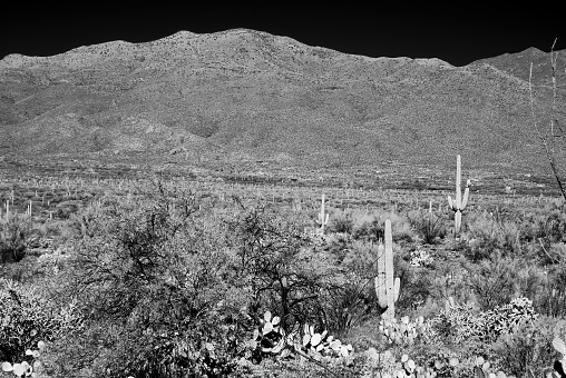 The Vast Sonora desert in central Arizona USA on a early Spring morning in black and white