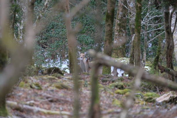 istock Deer in Mt. Fuji in Japan 2037736115