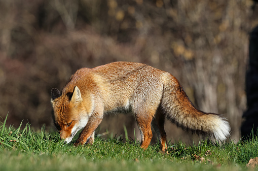 Italian red foxes