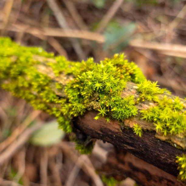 istock Verdant Moss on Aged Bark: A Study in Texture and Resilience 2037765684