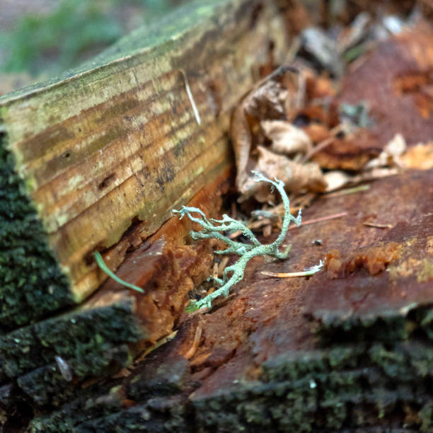 Discover the hidden beauty of forest ecosystems with this detailed close-up shot of tree bark teeming with moss and lichen - perfect for illustrating nature’s intricate designs