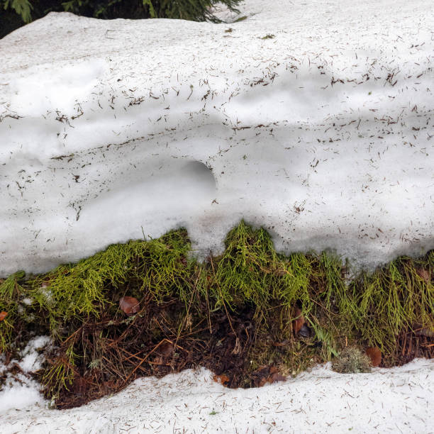 Ancient Earth’s Tale: Striated Rock Layers Veiled by Autumn Leaves
