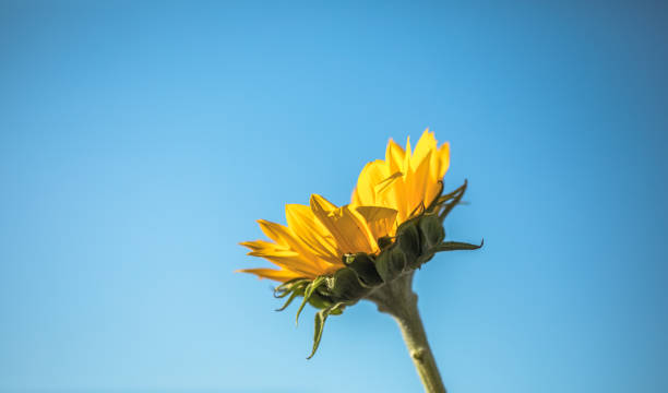 istock Close-up of sun flower against a blue sky 2037771688