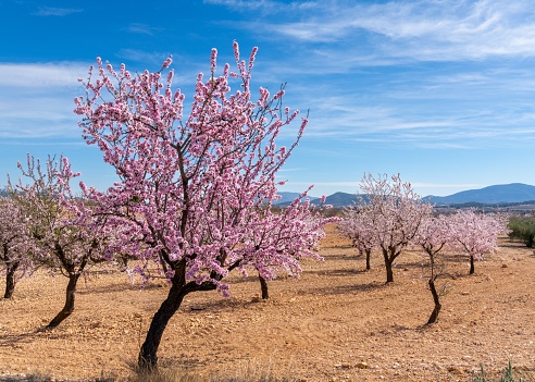 Pink and white blossoming almond trees in a ochre earth field in the springtime in southern Spain