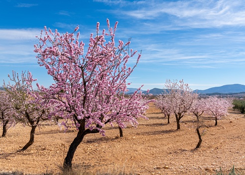 Huge Cherry Tree Blooming on Meadow in Spring Landscape