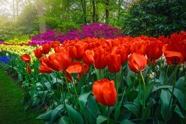 istock Flower bed with various colorful spring flowers, Netherlands 2037774464