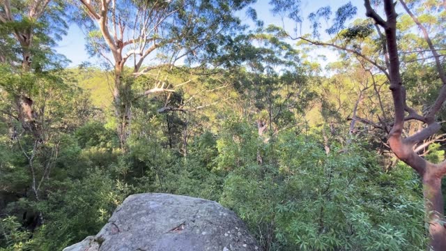 The native Australian bush in the morning with bird song including Rainbow Lorikeets and many others - AUDIO