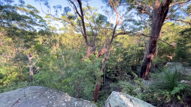 The native Australian bush in the morning with bird song including Rainbow Lorikeets and many others - AUDIO