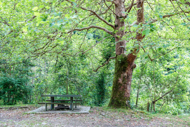 istock A large sycamore tree with spreading branches and a bench became a tree 2037779769
