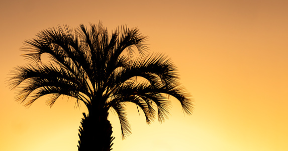 the silhouette of a palm tree on the left of the frame, an empty seat on the right. orange background during sunset