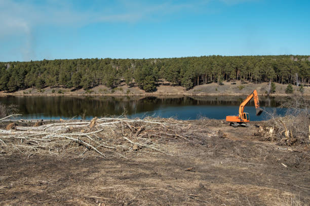 the process of cleaning the park from fallen trees on the riverbank using an excavator. outdoors in spring