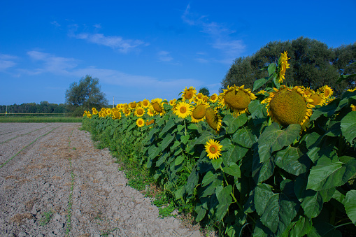 Wide field view of giant sunflowers growing on an organic farm.\n\nTaken in Gilroy, California, USA.