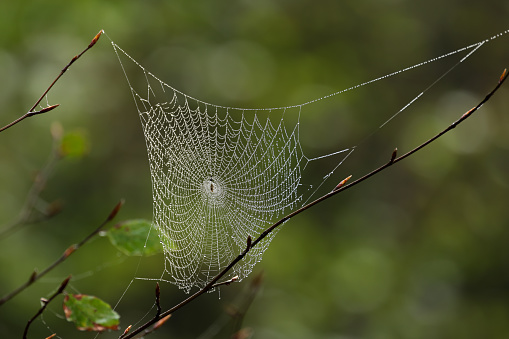a cobweb with dew drops strung between two branches in new zealand