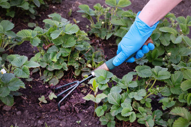 istock A gardener spuds strawberry beds with a rake. 2037821088