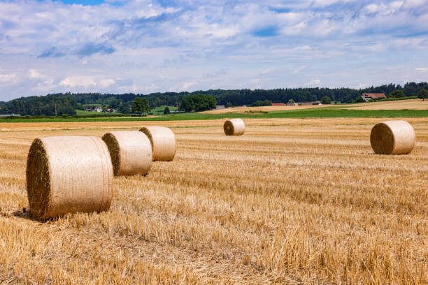 straw bales on a stubble field in rural Switzerland