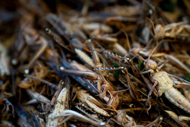 istock Fried Grasshoppers street food Thai 2037827501