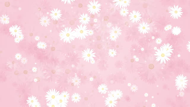 Chamomile flowers with white petals. Summer plants that rotate, appear and disappear. Seamless pink background. Abstract motion graphics. Looped video.