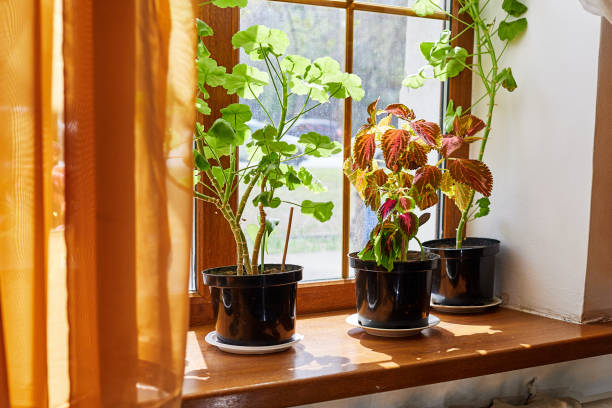 istock flowers in black plastic pots on the windowsill 2037832761