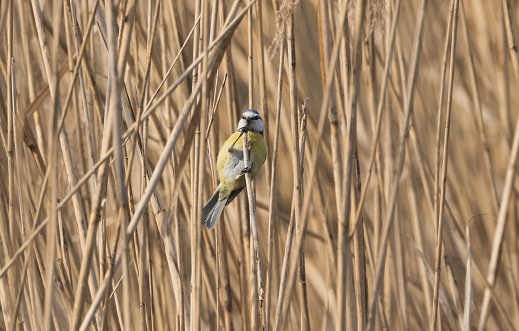 Blue Tit among the reeds.