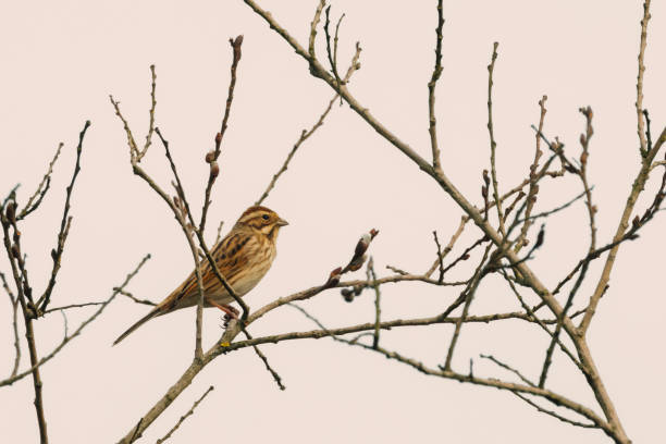 istock A Reed Bunting on a branch. 2037835411
