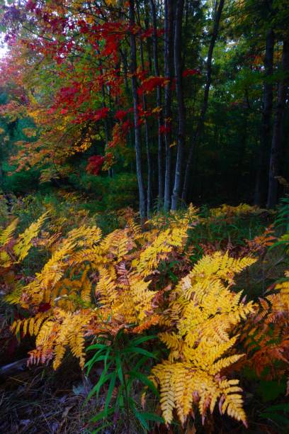 202210 dune dell'orso addormentato np mi - leelanau county foto e immagini stock