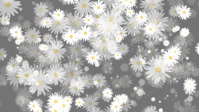 Chamomile flowers with white petals. Summer plants that rotate, appear and disappear. Seamless black and white background. Abstract motion graphics. Looped video.