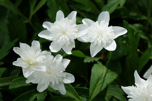 White double wood anemone  Vestal in flower