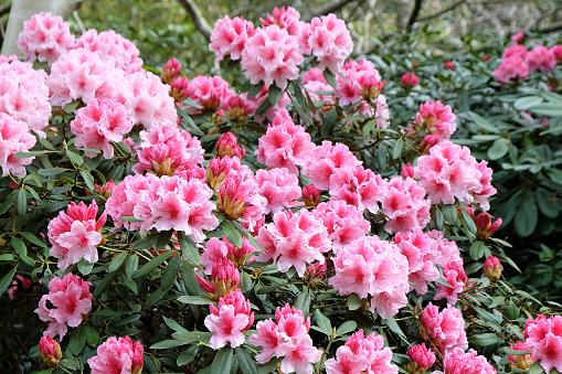 Pink and white Rhododendron Hydon Dawn in flower