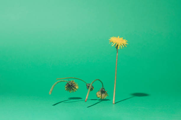 Dandelion flowers on a light green background with negative or copy space. Endurance, strength, persistence minimal creative concept.
