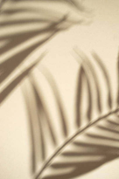istock Beige background with palm leaves shadows. Summer beach backdrop for product or design. 2037844218