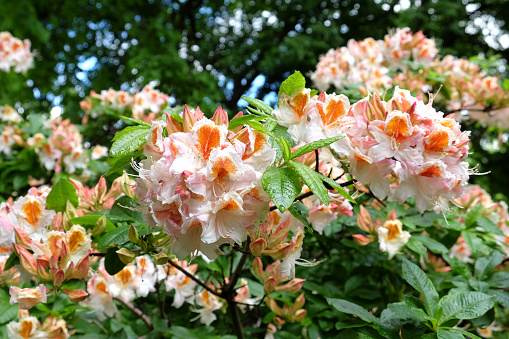 White with orange flush rhododendron, 'Jock Brydon' in flower.