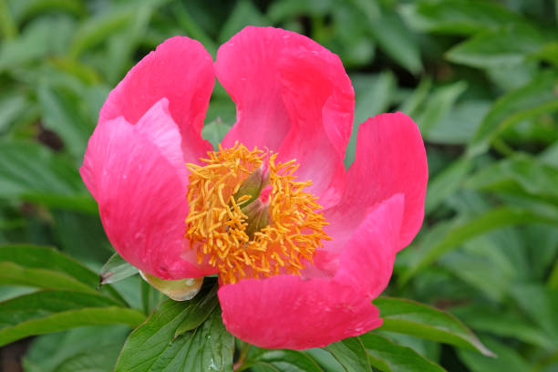 Pink Paeonia lactiflora  'Flame' peony in flower.