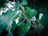 Ripe mulberry