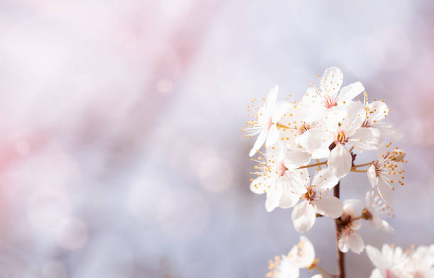Spring Cherry blossoming with blurry light background,White sakura flowers with dreamy romantic image for Easter Sunny day banner,Beautiful nature scene with blooming spring flower