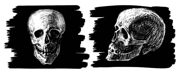 Vector illustration of Hand drawn human skulls, full face and profile, vector sketch black and white illustration for halloween