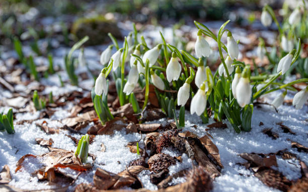 gruppe von schneeglöckchenblumen im wald mit schmelzendem schnee und trockenen blättern auf dem boden. frühling natürlicher wald ruhige szene. - winter woods frost fragility stock-fotos und bilder