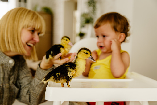 Mother showing duck bird to her toddler. He is a little scared of them