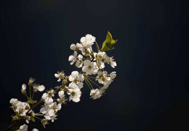 Cherry blossom branch isolated from dark background. Spring details with negative copy space. Beauty in nature.