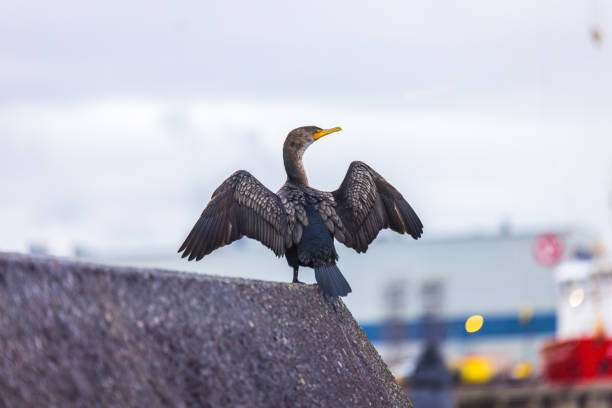 istock Vancouver, Canada - Double-crested cormorant at Vancouver Harbour 2037862616