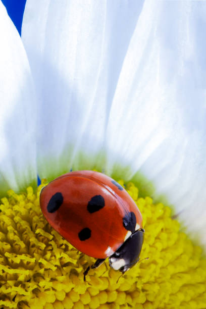 ladybird on chamomile flower on blue background