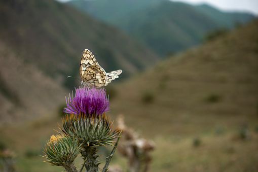 A monarch butterfly feeding Scotch Thistle (Onopordum acanthium)