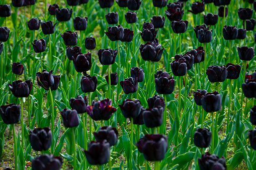 A stunning display of claret red, black, and purple tulips in full bloom graces the landscape of Vondelpark in Amsterdam. These vibrant flowers add a splash of color to the park's greenery, creating a picturesque scene that attracts visitors from near and far. The bright petals of the tulips stand out against the lush surroundings, offering a delightful sight for all who wander through this iconic public park.